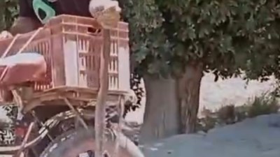 ظهور كوبرا في غيطان سنهور القبلية يثير قلق الأهالي