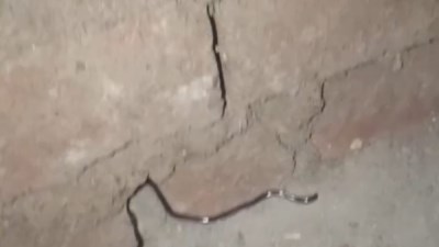 ثعبان ضخم يثير الخوف بين أهالي أبوناعورة بسنورس