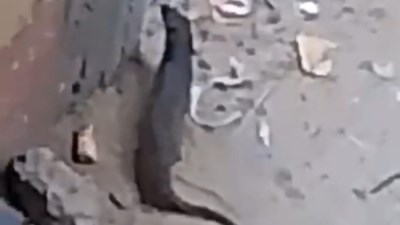 حيوان بري مجهول يثير القلق في أبشواي
