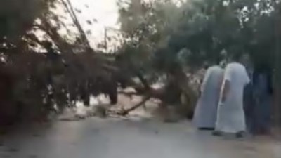 رفع شجرة سقطت على طريق تلات بالفيوم دون إصابات