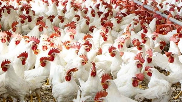  نقابة الأطباء البيطريين تحذر من «حقنة البرد» في مزارع الدواجن