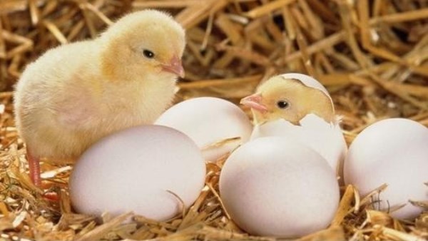 أزمة البيض تعود من جديد أسعار الأبيض تقفز إلى 90 جنيها