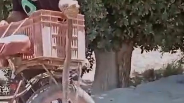 ظهور كوبرا في غيطان سنهور القبلية يثير قلق الأهالي