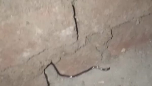 ثعبان ضخم يثير الخوف بين أهالي أبوناعورة بسنورس