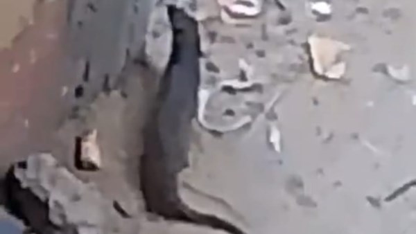 حيوان بري مجهول يثير القلق في أبشواي