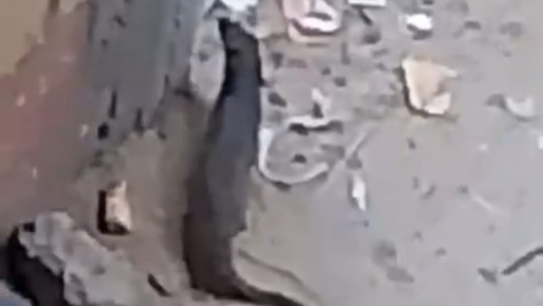 بيطري الفيوم يكشف حقيقة الحيوان المتداول في أبشواي ويوجه رسالة للمواطنين