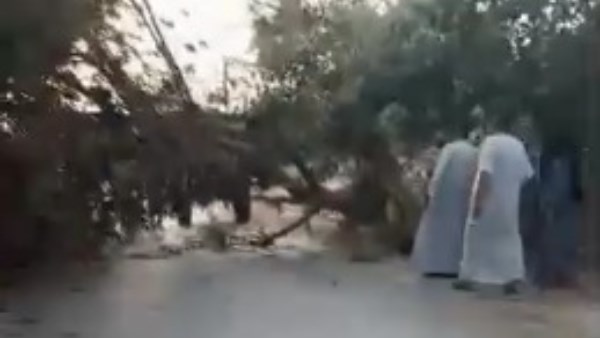 رفع شجرة سقطت على طريق تلات بالفيوم دون إصابات