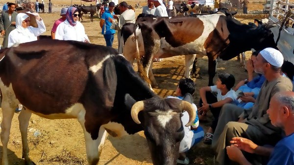  جهود الهيئة العامة للخدمات البيطرية في مجال التقصي الوبائي الإكلينيكي للأمراض