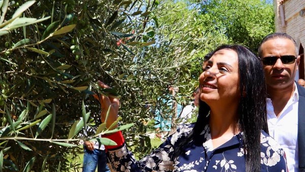 وزيرة التضامن تتفقد مزرعة الزيتون بمركز العزيمة في مطروح لدعم المتعافين من الإدمان