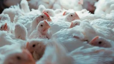 الدواجن 