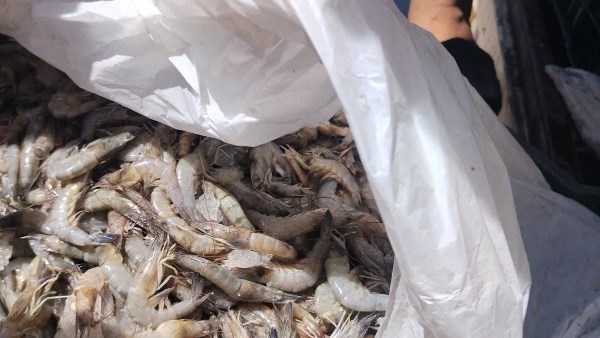 ضبط طن جمبري فاسد قبل بيعه بالفيوم