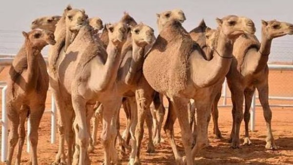 الابل 
