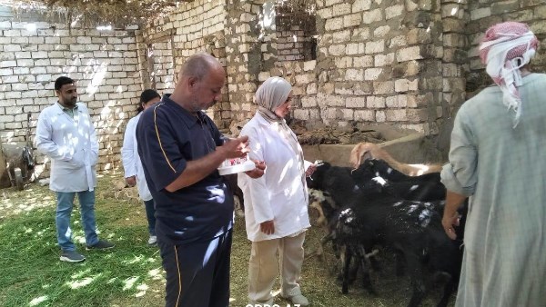 «الزراعة» تفحص أكثر من 80 ألف رأس ماشية للكشف عن البروسيلا والسل خلال يوليو