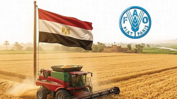 القمح المصري