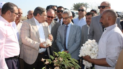موسم جني القطن 