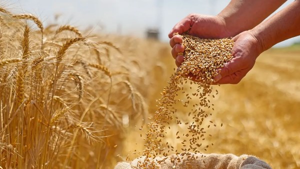 القمح - صورة أرشيفية
