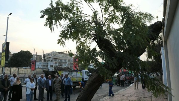 نقل شجرة عملاقة بمصر الجديدة
